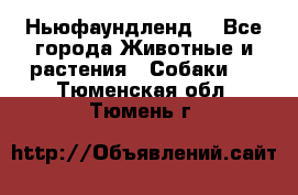 Ньюфаундленд  - Все города Животные и растения » Собаки   . Тюменская обл.,Тюмень г.